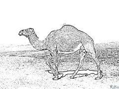 dromedary Çap Etmək Üçün Səhifələrin Rənglənməsi